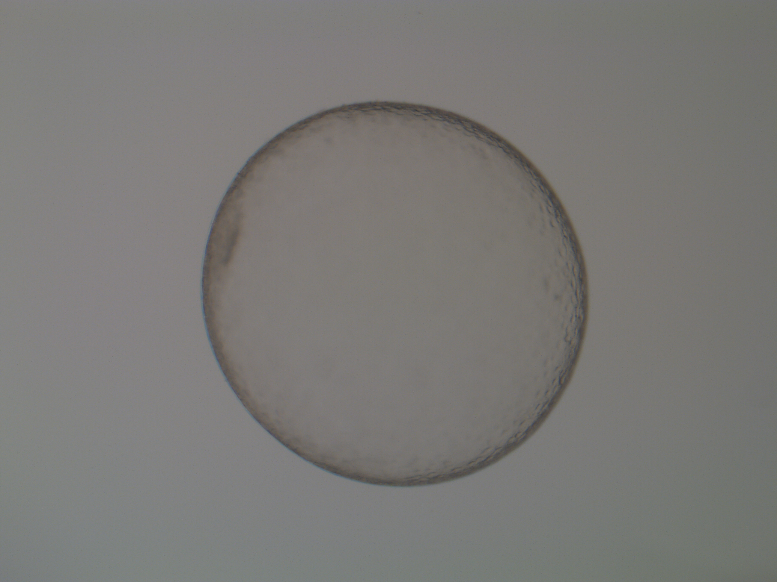 Equine embryo under microscope